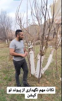 پیوند گردو