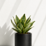 سانسوریا پاکوتاه فانتزی (Snake Plant - Dwarf Fantasy)